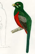 Trogon narina