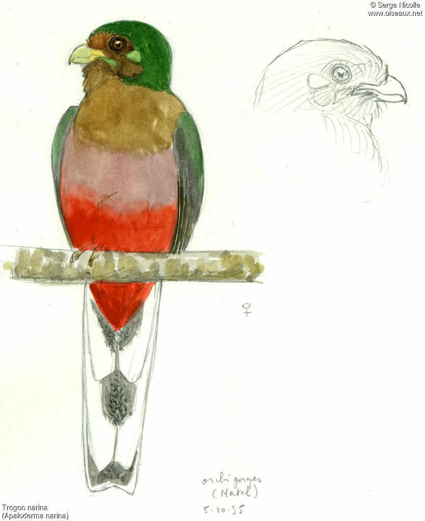 Narina Trogon female, identification