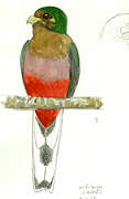 Trogon narina