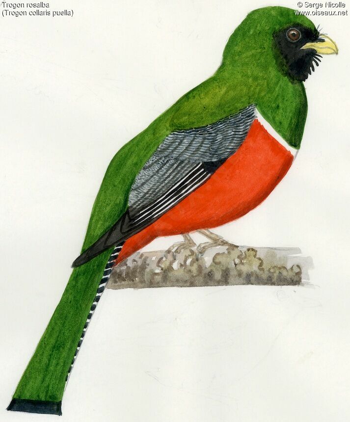 Collared Trogon, identification