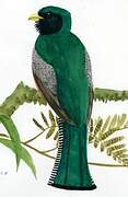 Trogon rosalba