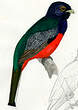 Trogon surucua