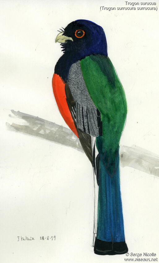 Surucua Trogon male, identification