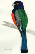 Surucua Trogon