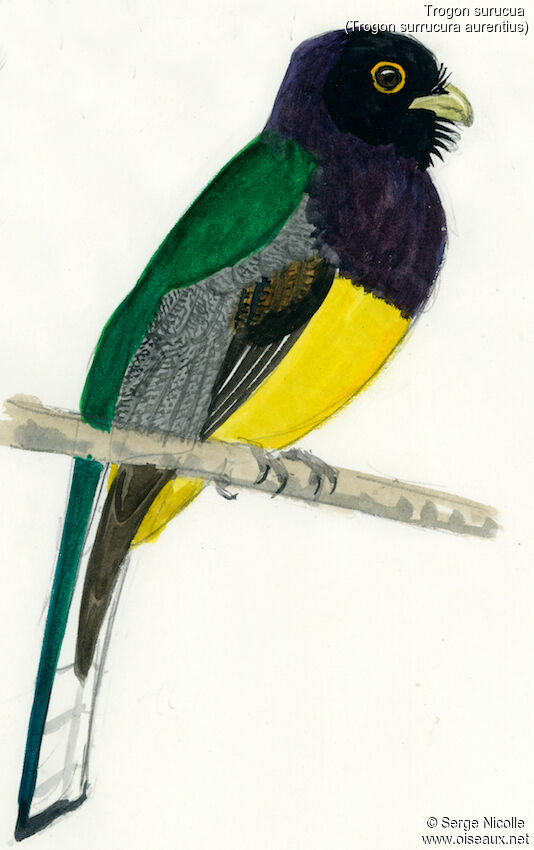 Surucua Trogon male, identification