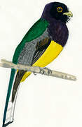 Surucua Trogon