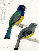 Surucua Trogon