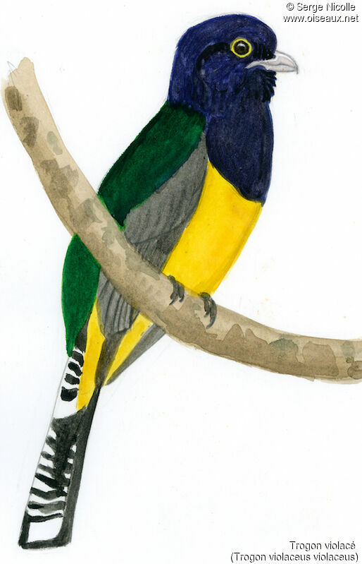 Guianan Trogon male, identification