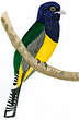 Trogon violacé