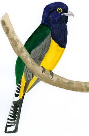 Guianan Trogon Trogon Violaceus Guianan Trogon Trogon Violaceus