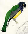 Trogon violacé