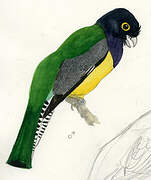 Guianan Trogon