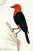 Scarlet-headed Blackbird