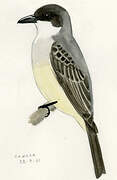 Thick-billed Kingbird