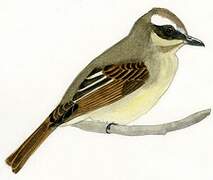 Golden-crowned Flycatcher