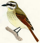 Golden-crowned Flycatcher