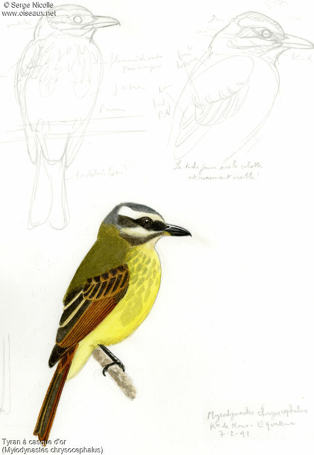 Golden-crowned Flycatcher, identification