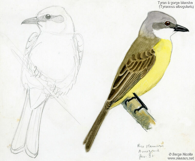White-throated Kingbird, identification