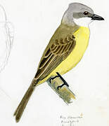 White-throated Kingbird