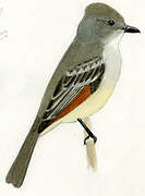 Ash-throated Flycatcher