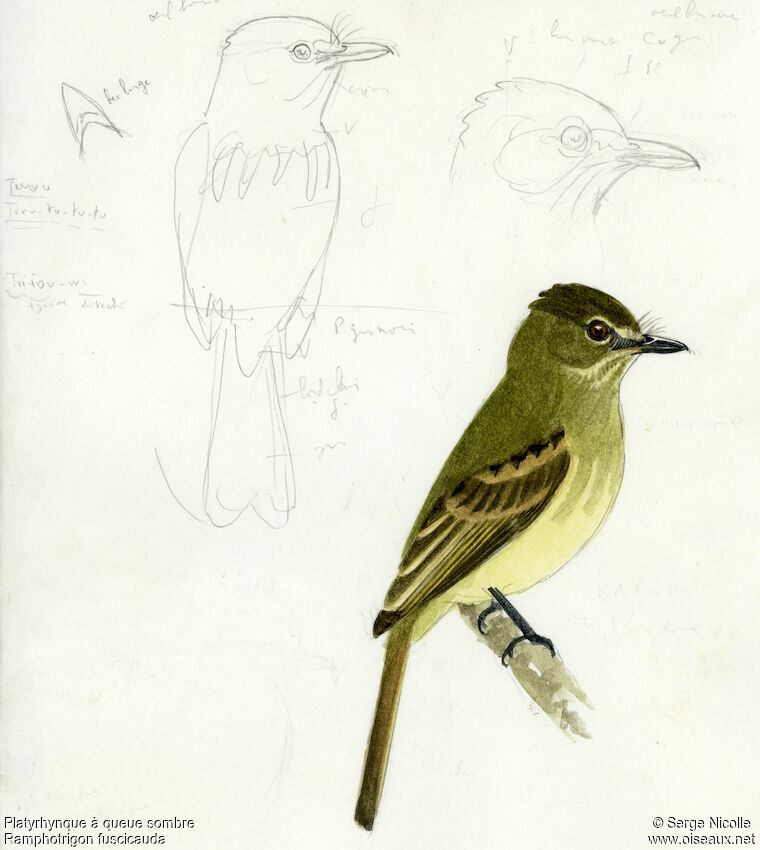 Dusky-tailed Flatbill identification
