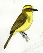 Lemon-browed Flycatcher