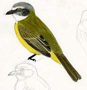 Grey-capped Flycatcher