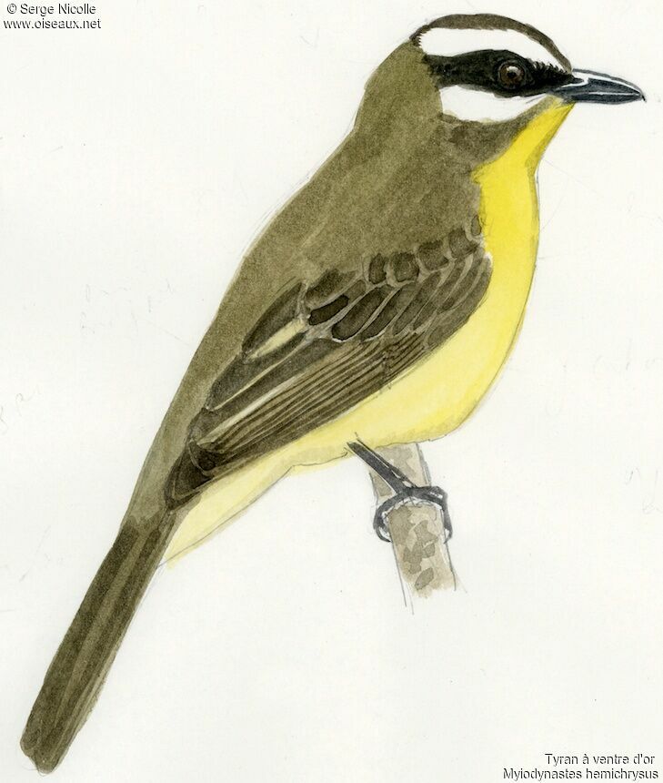 Golden-bellied Flycatcher, identification