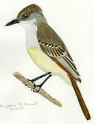 Grenada Flycatcher