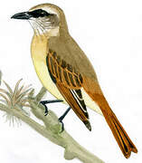 Baird's Flycatcher