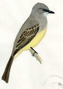 Cassin's Kingbird