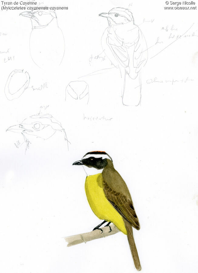 Rusty-margined Flycatcher, identification