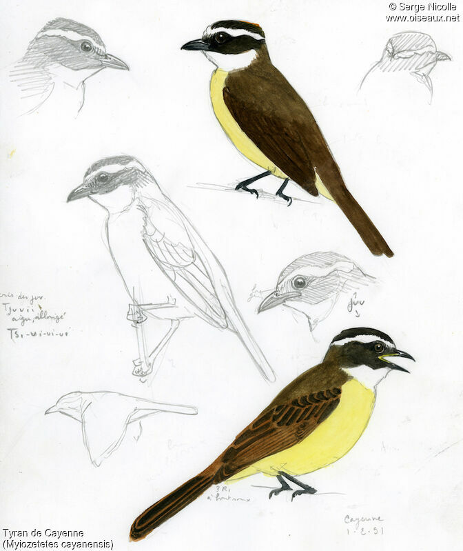 Rusty-margined Flycatcher, identification