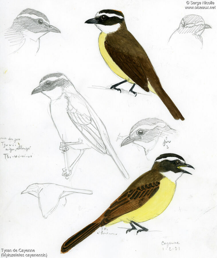 Rusty-margined Flycatcher, identification