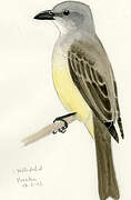 Couch's Kingbird