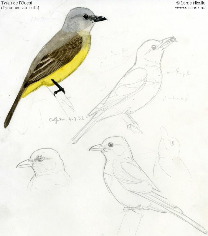 Western Kingbird, identification