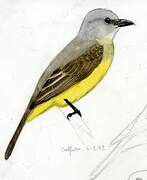 Western Kingbird