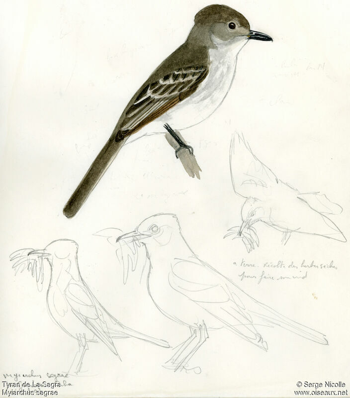 La Sagra's Flycatcher, identification