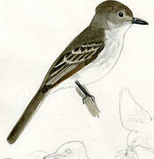 La Sagra's Flycatcher