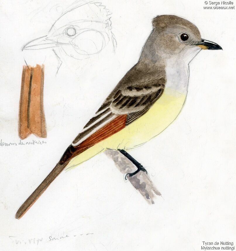 Nutting's Flycatcher, identification