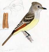 Nutting's Flycatcher