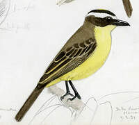 Yellow-throated Flycatcher