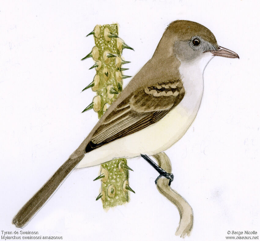 Swainson's Flycatcher, identification