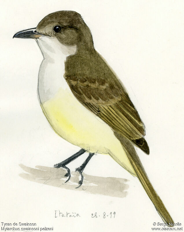 Swainson's Flycatcher, identification