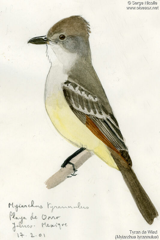 Brown-crested Flycatcher, identification