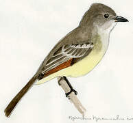 Brown-crested Flycatcher