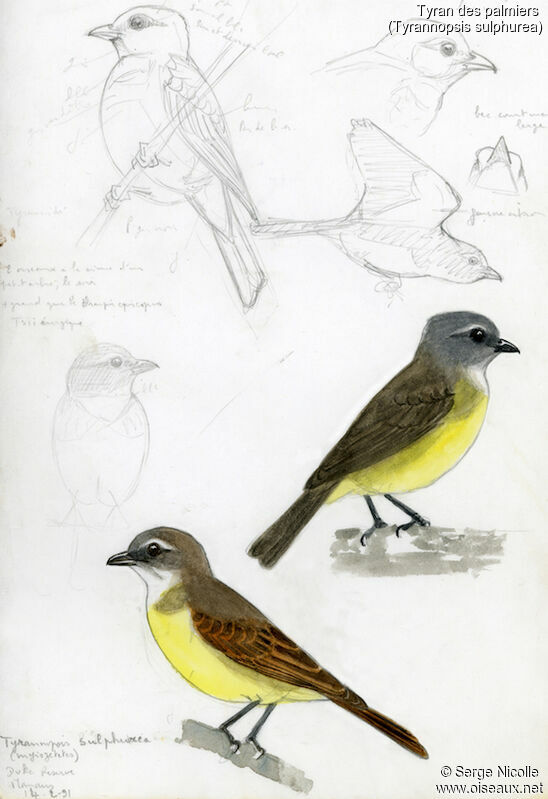 Sulphury Flycatcher, identification