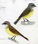 Sulphury Flycatcher