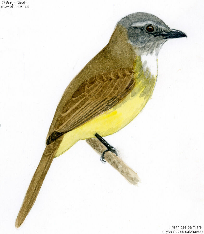 Sulphury Flycatcher, identification