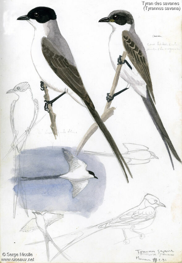 Fork-tailed Flycatcher, identification